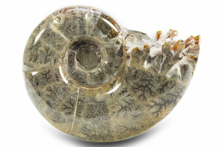 Polished, Chambered Ammonite (Argonauticeras) Fossil - Madagascar #312330